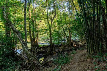 Tropical forest and river
