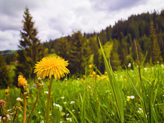 Fototapeta premium Close up flowering fluffy yellow dandelion on the field. Wonderful spring scene background, blooming meadows and green grass near the coniferous forest