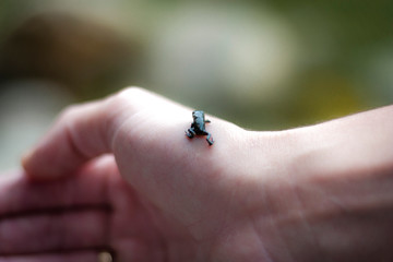 Small black amphibian detail of the frog family on the right hand