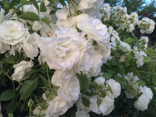 White rose flower in the garden