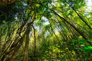 Wild jungle forest