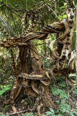 Twisted lianas in rainforest