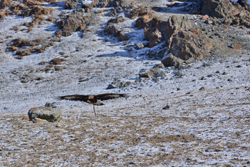 golden eagle in western mongolia flying and training to catch prey during the golden eagle festival