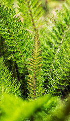 Green Branches Fern Plant 