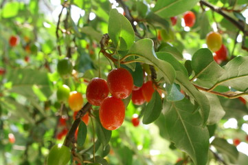 Silverberry oleaster Tree Red fruit