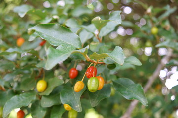 Silverberry oleaster Tree Red fruit