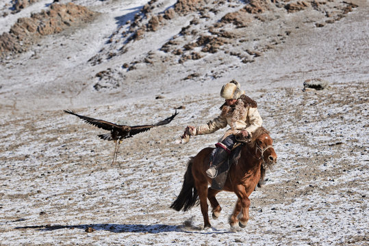 golden eagle in western mongolia flying and training to catch prey during the golden eagle festival