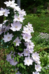Obraz na płótnie Canvas Clematis white flower full bloom