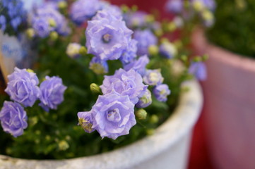 Blue small flower Campanula Potted plant