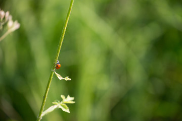 Marienkäfer / Coccinellidae