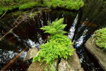Fern in the forest creek landscape