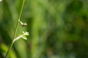 Marienkäfer / Coccinellidae