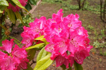 Fototapeta premium Japanese botanical garden Colorful rhododendron flowers