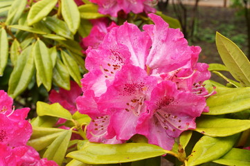 Japanese botanical garden Colorful rhododendron flowers