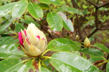 Japanese botanical garden Colorful rhododendron flowers