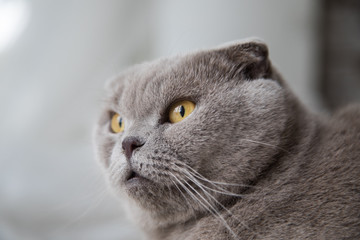 Relaxed domestic cat at home.