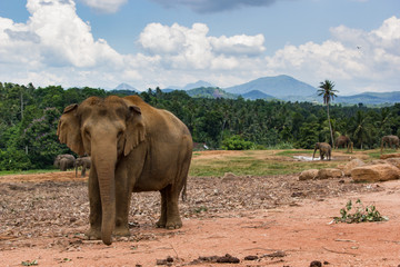 Elephant at Pinnawala Elephant Orphanage. Sri Lanka beautiful landscape of the jungle and of elephants. View of the jungle with palm trees and blue sky.