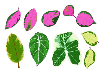 Green red bon Leaves on white background illustration  vector