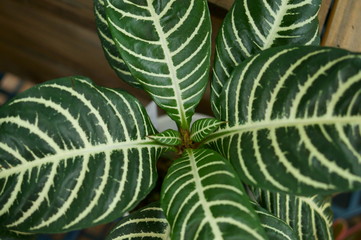Dania leaf pattern White stripes