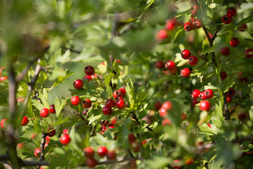 Weißdorn / Rosengewächse