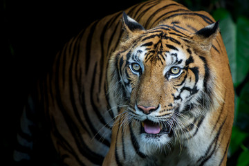 Plakat Photos of tiger naturally.