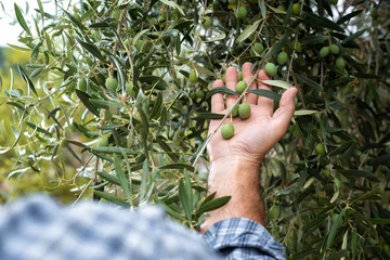 Fototapeten Close-up of the hands of a caucasian olive grower while he checks still unripe olives. Traditional agriculture. Ancient crafts. © francescomou