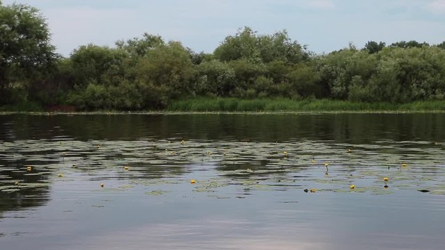 Forest lake with blooming lilies