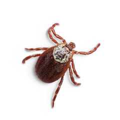 Female mite isolated on the white background with shadows. Macro photo