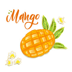 Hand drawn textured mango, flowers and leafs.  Colorful vector food illustration for healthy food cafe, restaurant, fruits and grocery market