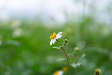 white daisy flower in green garden