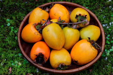 Japanese persimmons in Bamboo basket on mossy ground