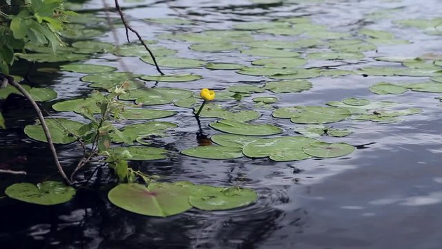 Lily flowers on the lake