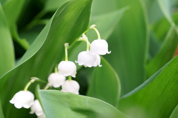 White little lily of the valley