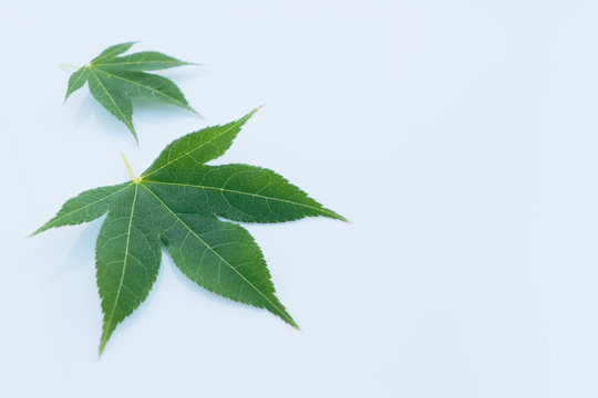 Green Japanese Maple Leaves Isolated On White Background