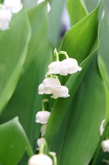 White little lily of the valley