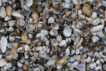 shells on the beach