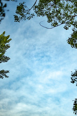 Fototapeta premium 緑と青空