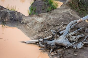 The dead tree remains near the sewage source.