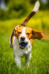 Beagle dog fun in garden outdoors run and jump with ball towards