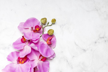 Beautiful orchid flower on marble surface