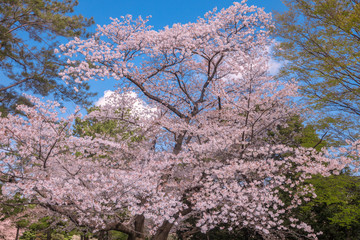 桜