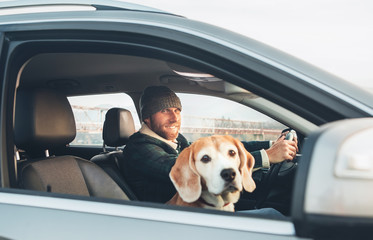 Man traveling by auto with his favorite pet beagle dog