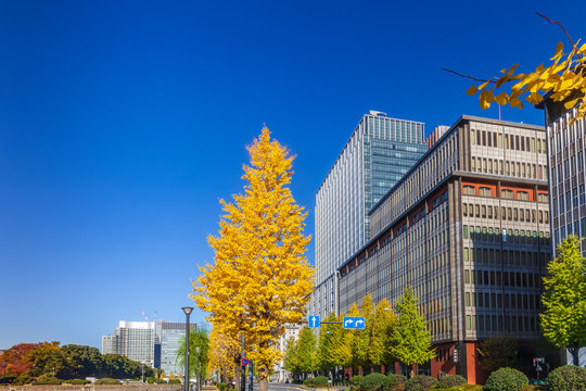 15 714 Best 街路樹 Images Stock Photos Vectors Adobe Stock