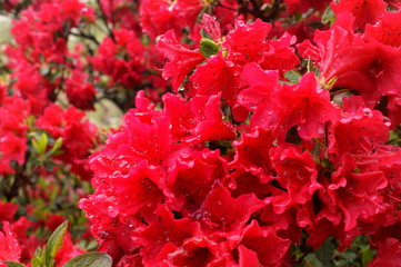 Japanese beautiful flowers Colorful azalea