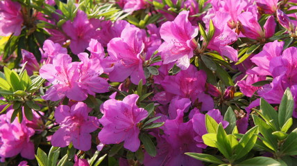 Japanese beautiful flowers Colorful azalea