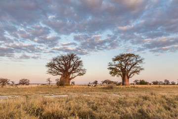 Naklejka na ściany i meble Camping under baobab trees in Botswana