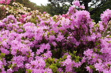 Japanese beautiful flowers Colorful azalea