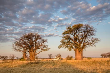 Zelfklevend Fotobehang Kamperen onder baobabbomen in Botswana © Chris