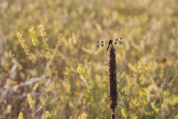 Badlands dragonfly