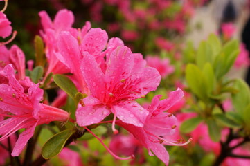 Japanese beautiful flowers Colorful azalea